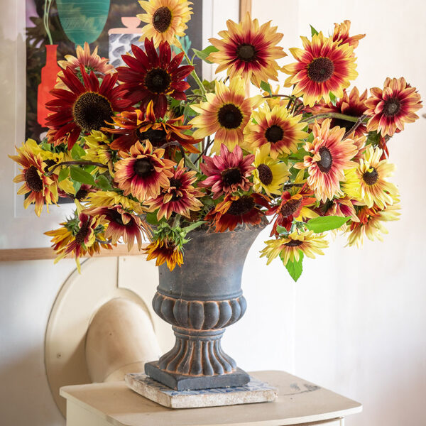 Cucumber leaf sunflowers. Mix. Seeds.