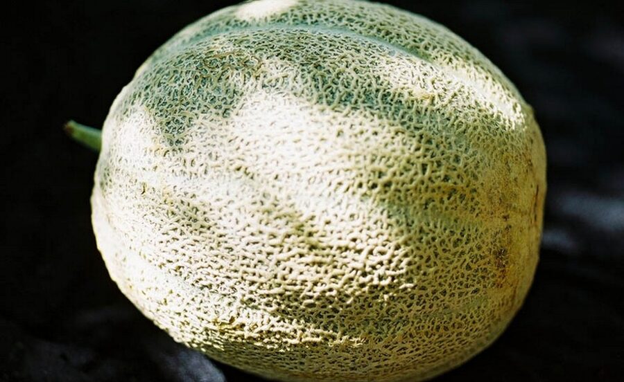 Hale's best Jumbo melons.