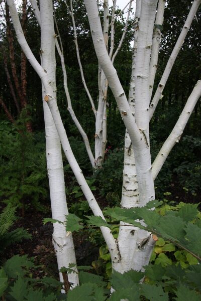 Himalayan birch. Betula Utilis Jacquemontii. Seeds.
