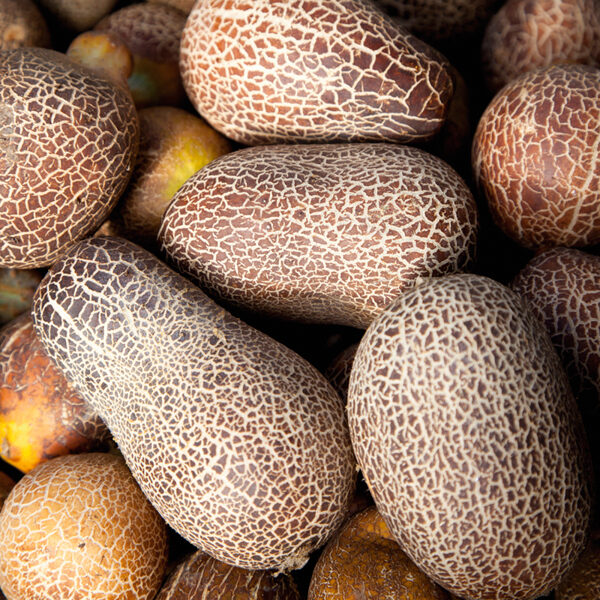 Himalaju gurķi. Cucumis sativus Sikkimensis. Sēklas.