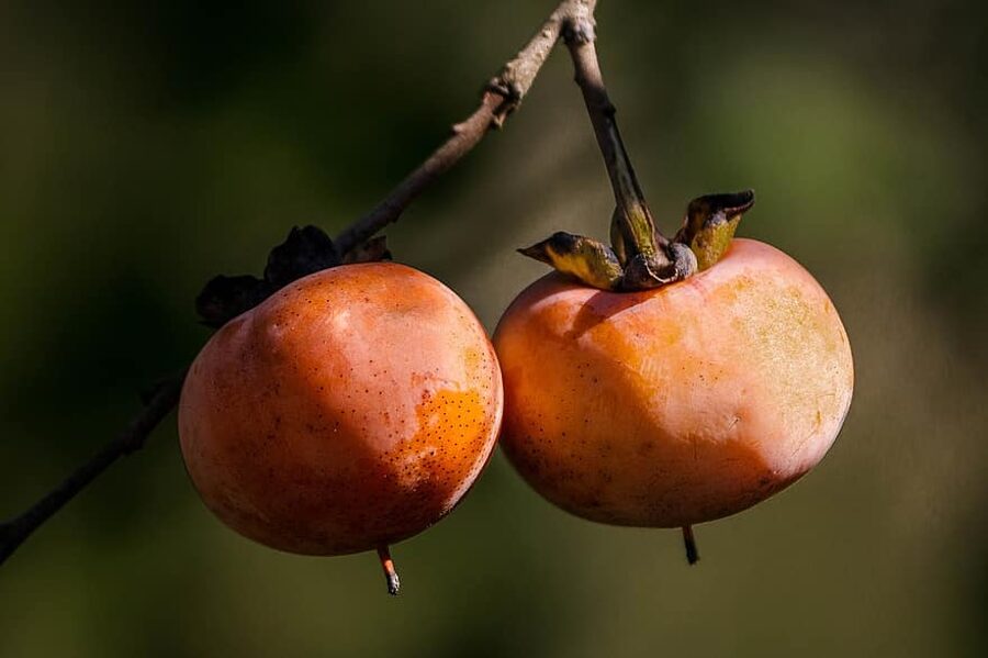 Savvaļas hurma. Melnkoks. Diospyros armata. 