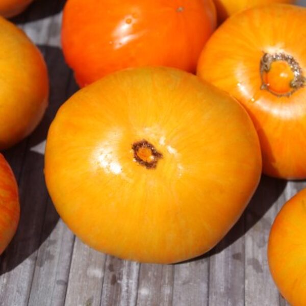 JANET'S JACINTHE JEWEL.Tomates de estufa, grandes, bonitos, tardios e alaranjados. Sementes.