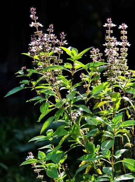 Cinamon Basil. Ocimum basilicum L