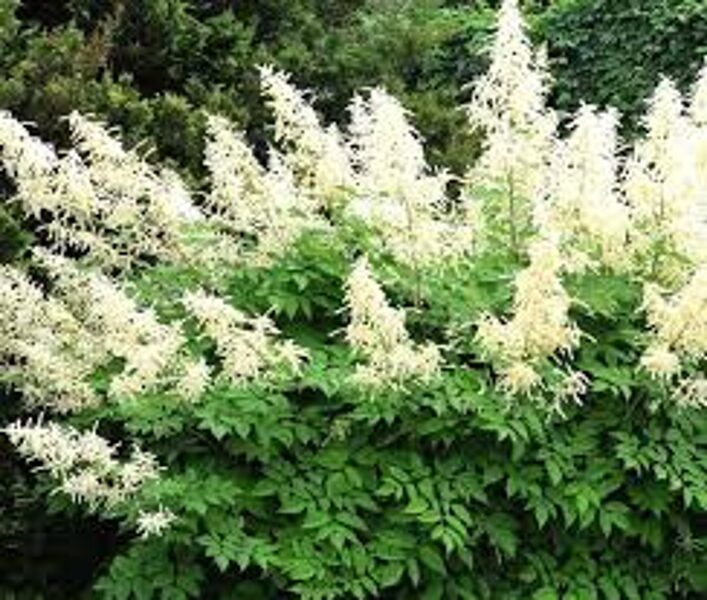 Goatsbeard, Large goat's beard. Dioecious goat's beard. Aruncus dioicus. Seeds.