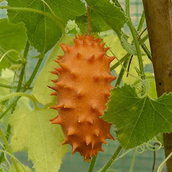 Kivano. Ragainais gurķis. Sēklas.Cucumis metuliferus. 