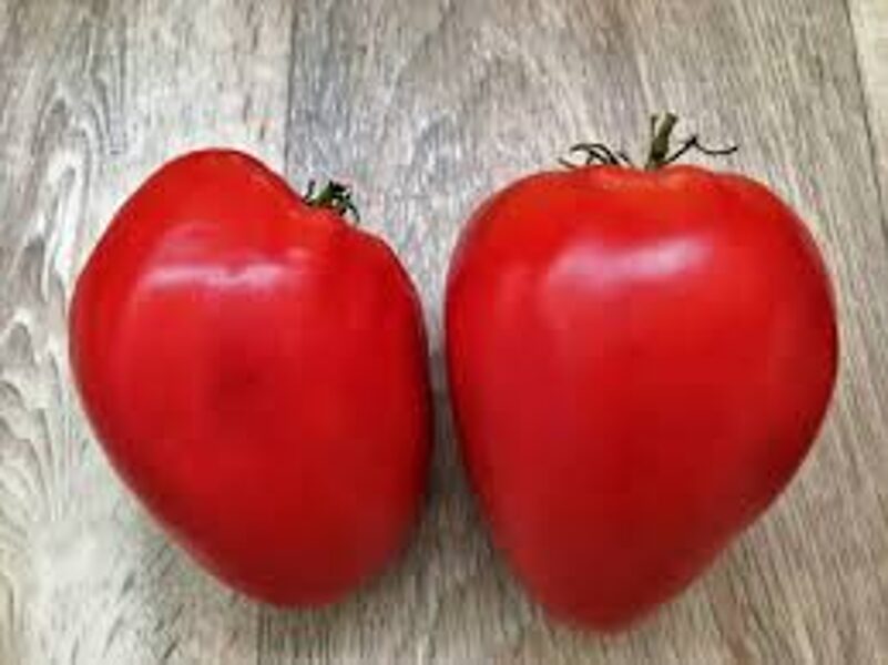 KYZYL TAU. Red and sweet tomato seeds.