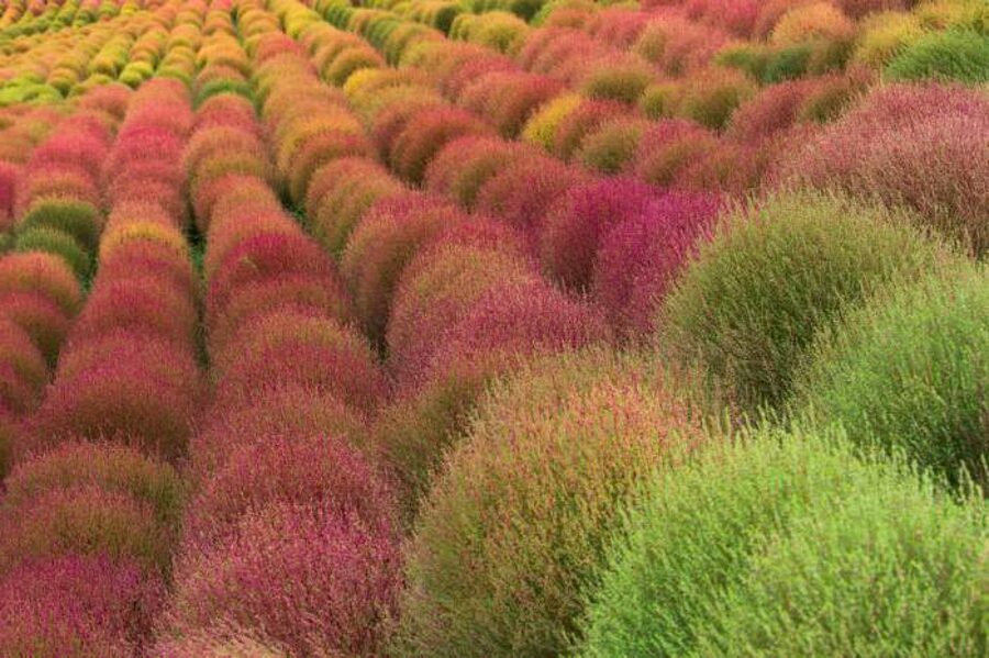 Meksikāņu ugunszāle. Kohija, Dekoratīvi, viengadīgi augi. Sēklas. 