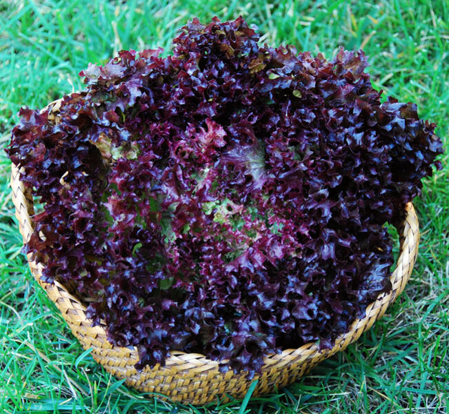 Salāti Lollo rosa. Lastuca sativa. 