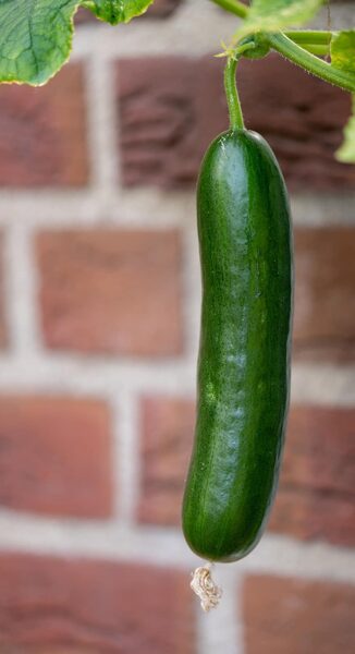 Marketmore cucumber. Cucumis sativus. L.