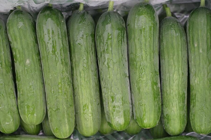  Marketmore agurkai – derlingų ir atsparių lauko agurkų sėklos