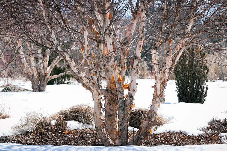 Melnais bērzs. Betula nigra. Sēklas. 