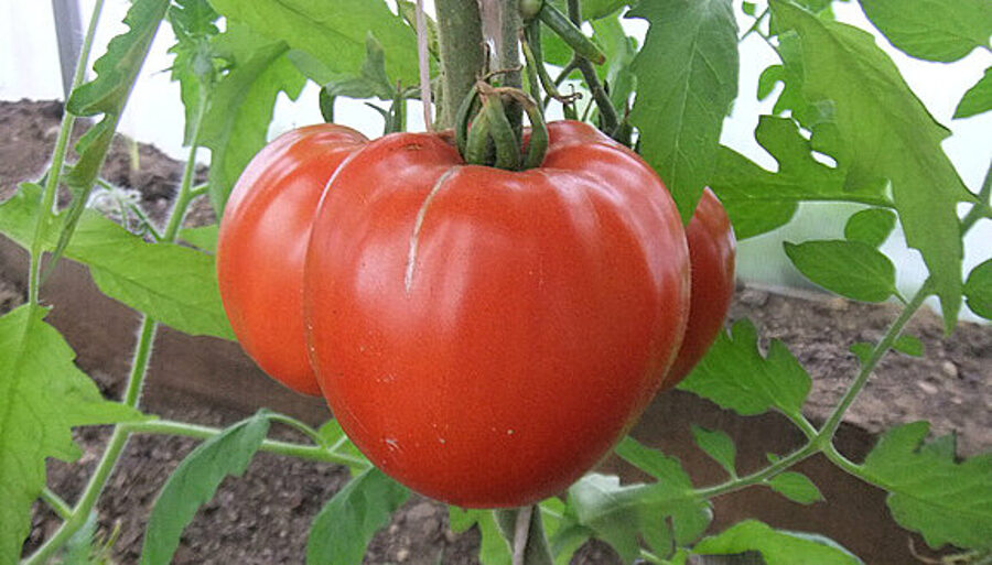 Minusinsk bulls(МИНУСИНСКИЕ БЫЧКИ) Greenhouse tomato seeds.