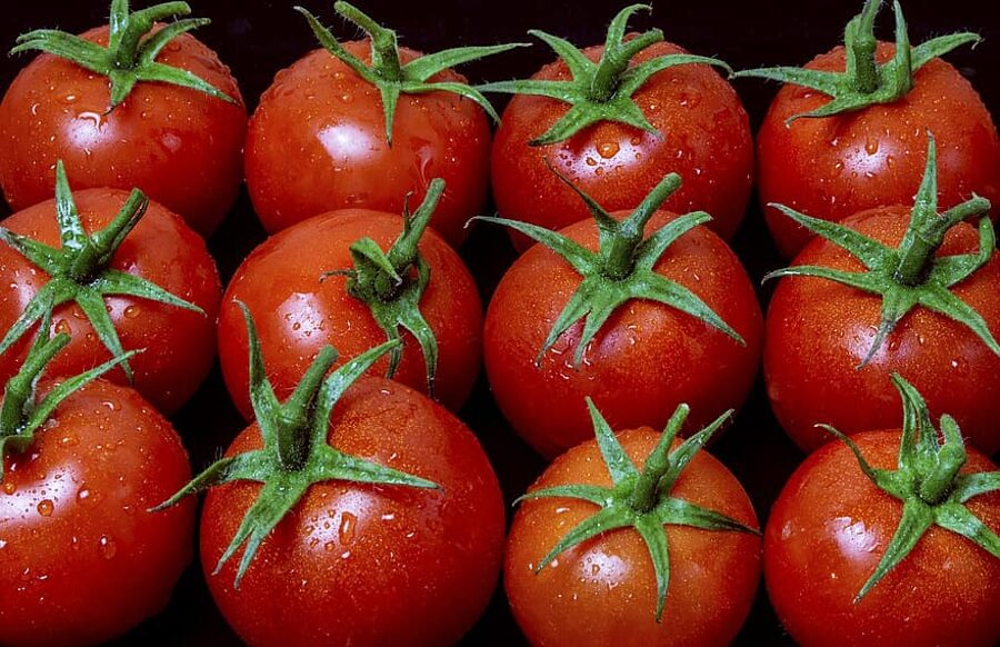 Moneymaker tomāti. Ražīgi, garšīgi un izturīgi, agrie sarkanie tomāti. Tomātu sēklas. 