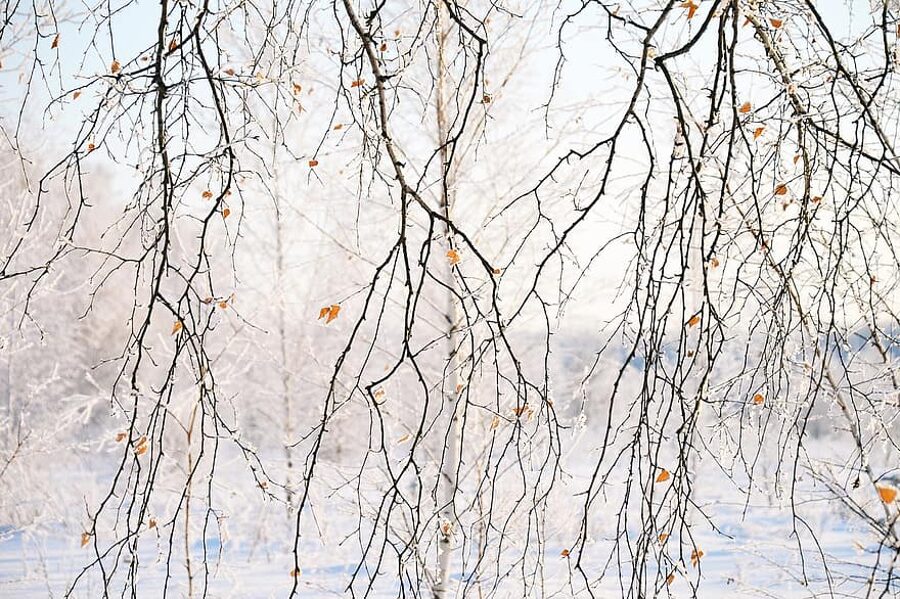 Nokarenais bērzs. Kārpainais bērzs. Betula Pendula Verrucosa Alba