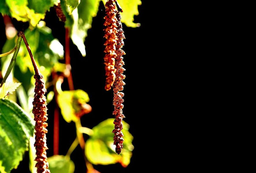 Betulla sospesa. Betulla verrucosa. Semi.