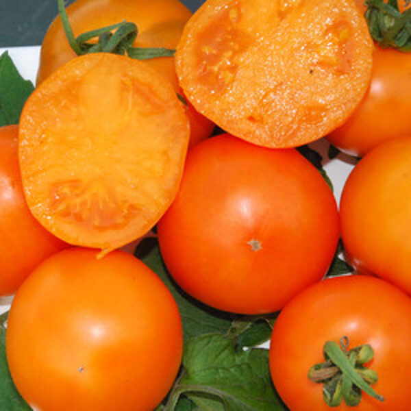 Orange Queen. Tumši dzelteni siltumnīcas tomāti. Solanum lycopersicon L.