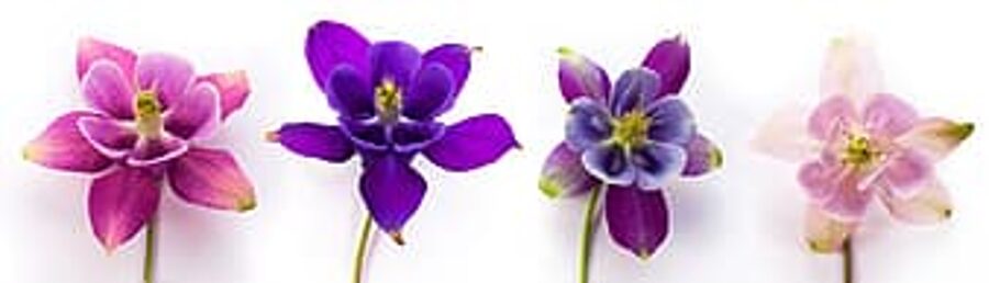 Akvilēgijas. Ozolītes. Mix. Sēklas. 