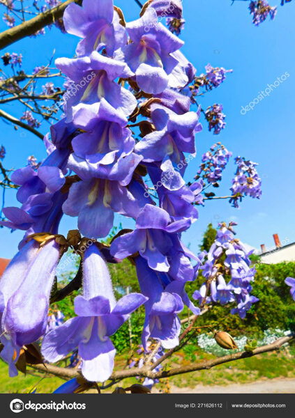 Princesės medis. Paulownia. Sėklos. Paulownia shan tong.