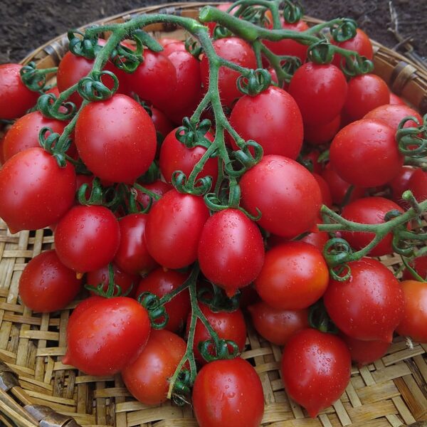 Principe borghese. Red plum type greenhouse/field tomatoes. Seeds.