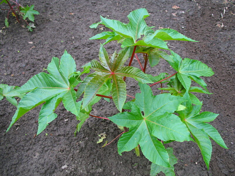 Green castor. Annual summer flower. Gorgeous, a great accent in any garden. Seeds.