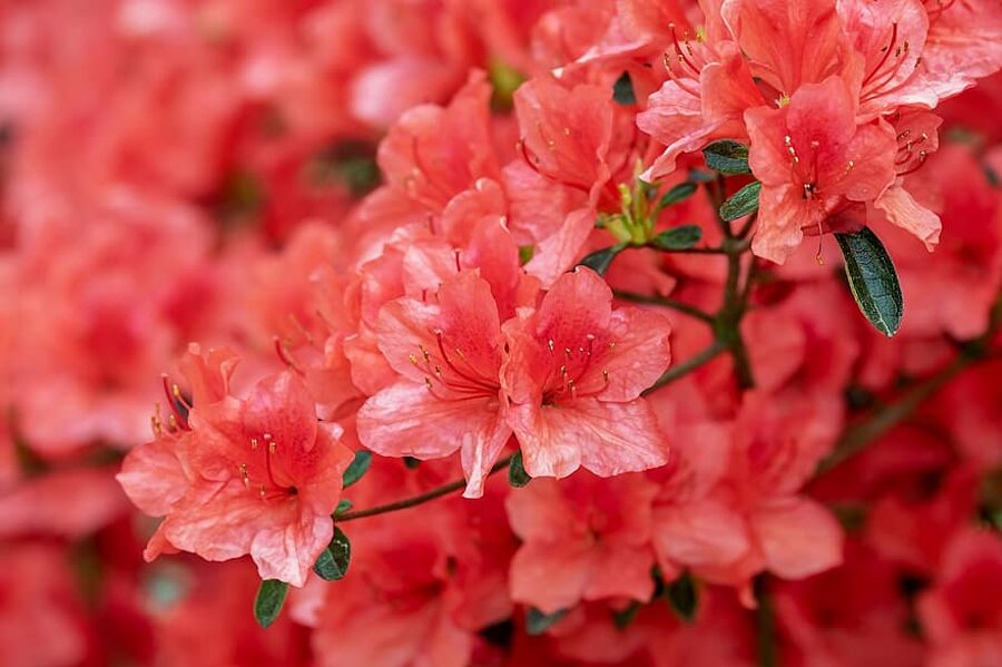 Rudais rododendrs. Sēklas. Rhododendron ferrugineum.