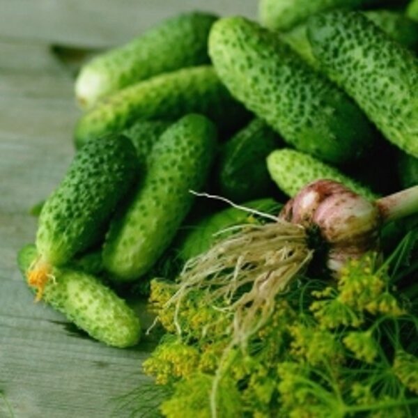 Rodos H. Cucumbers. Cucumis sativus L.