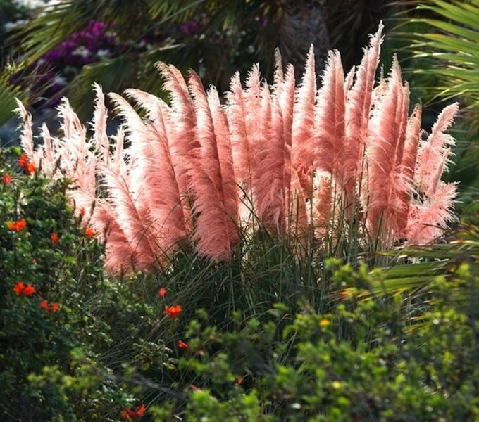 Rozā pampu zāle, Cortaderia selloana pink. Sēklas. 