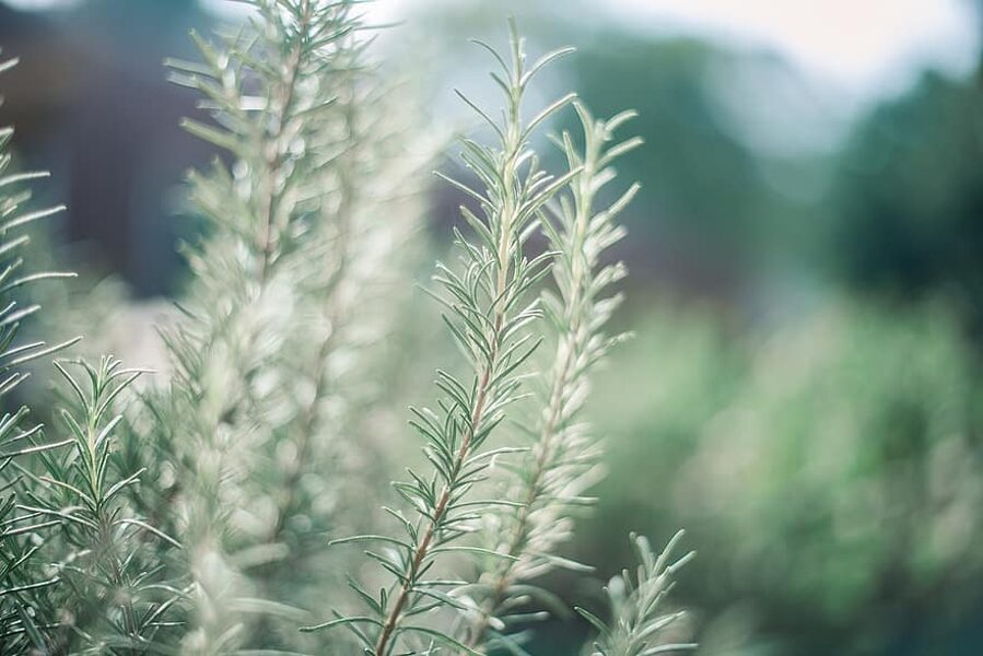 Rosemary. Rosmarinus officinalis L.