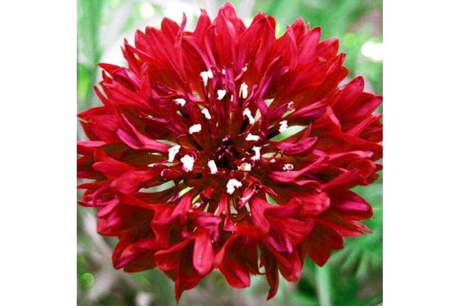 Red cornflowers. Red ball. Annual flower seeds.