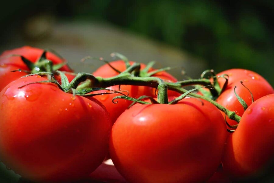Saint Pierre. Red, heirloom tomato from France. Field tomatoes. Tomato seeds.