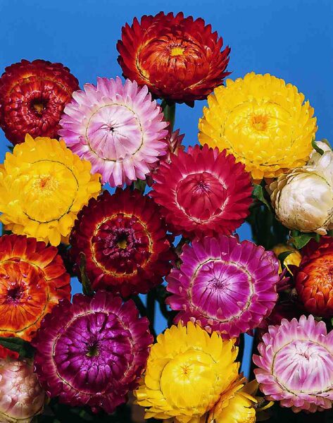 MIX of Strawflower. Everlasting Flower. Helichrysum bracteatum