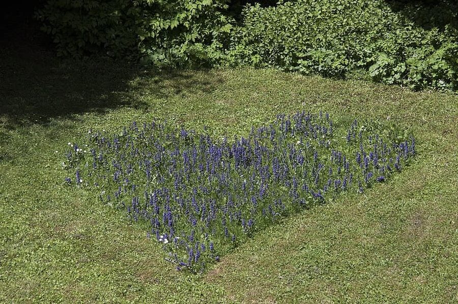 Salvija ārstnieciskā. Salvia officinale. 