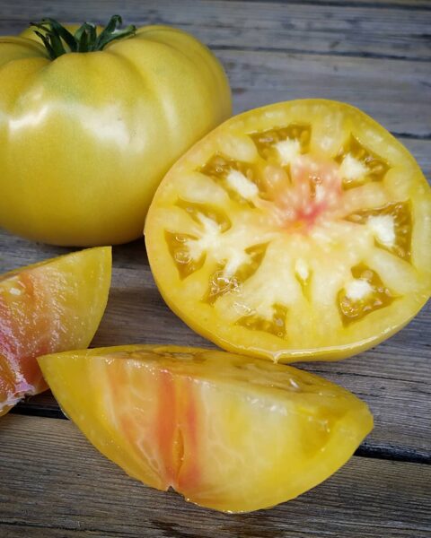 SANDBURG. Two-color tomatoes. Yellow with red. Rare variety. Tomato seeds.
