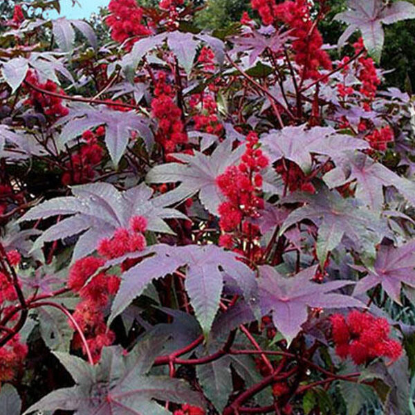 Red castor. Ricinus communis red. Seeds
