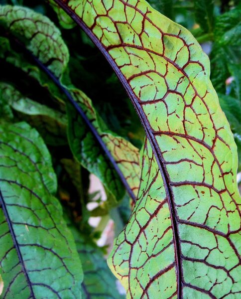 Skābenes asinssarkanās. Sēklas. BLOODY DUCK. Rumex sanguineus Sēklas.