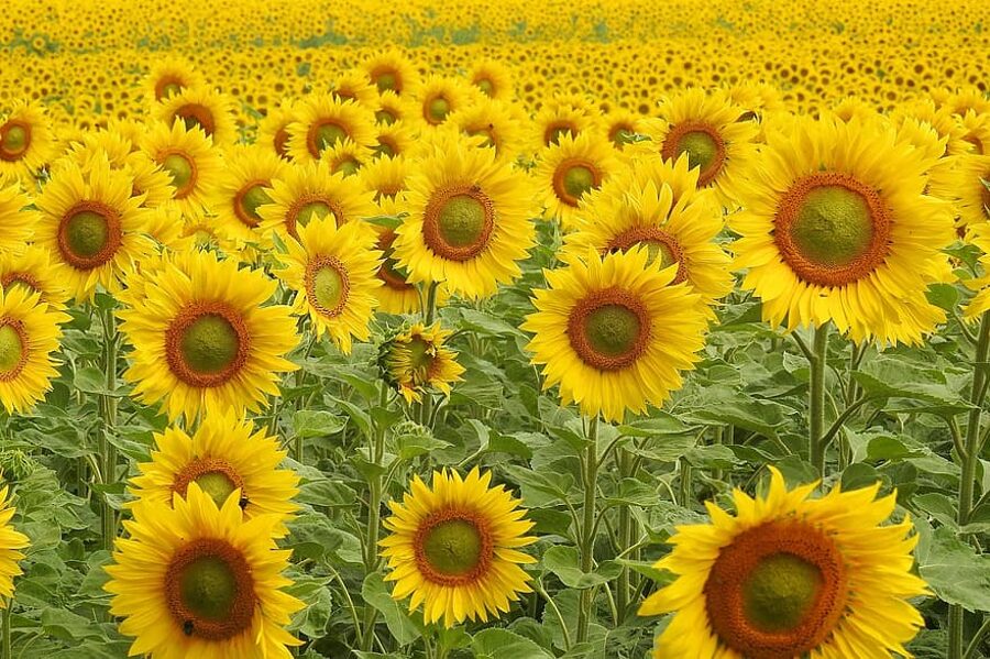 Sunflowers. 3 m long, beautiful, yellow sunflowers. Seeds.