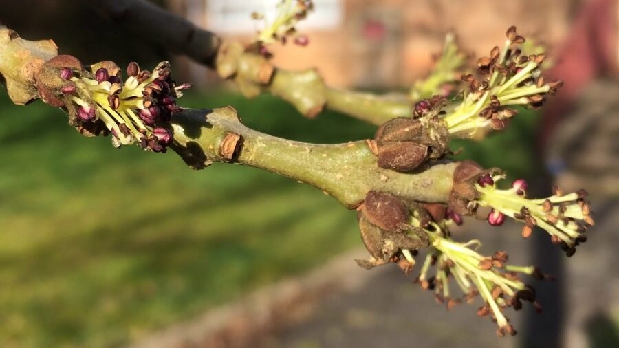 Narrow-leaved ash. Fraxinus angustifolia. Seeds. H 30 m. The crown is rounded, which fits perfectly into the landscape.