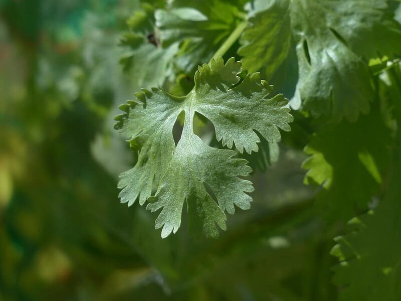 Coriander. Coriandrum sativum L.