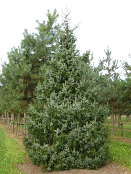 Serbijas egle. Picea omorika. Sēklas.