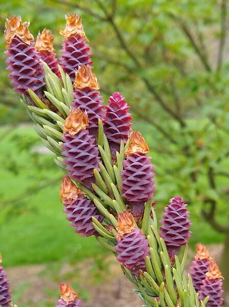 Serbijas egle. Picea omorika. Sēklas.