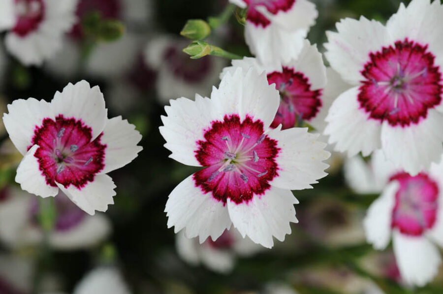 Sila neļķes. Mix. Dianthus deltoides. 