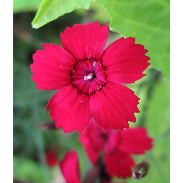 Jungfrurosa.Dianthus deltoides. Frön.