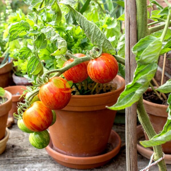 Tigrella. Sementes de tomate.