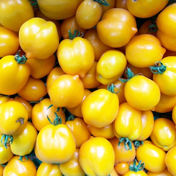 Citrina, dzelteni siltumnīcas tomāti. Tomātu sēklas. 