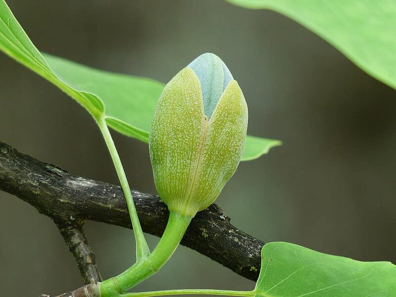 Tulpju koks. Liriodendron tulipifera.