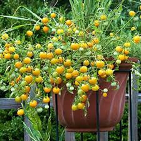 Tumbling Tom Yellow. Potted yellow tomatoes. Tomato seeds.