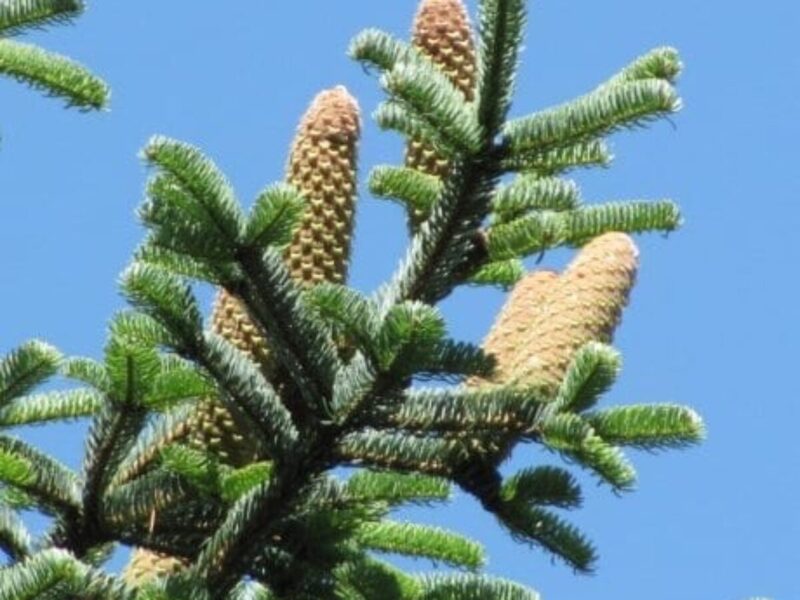 Turku egle. Abies bornmuelleriana. Sēklas.