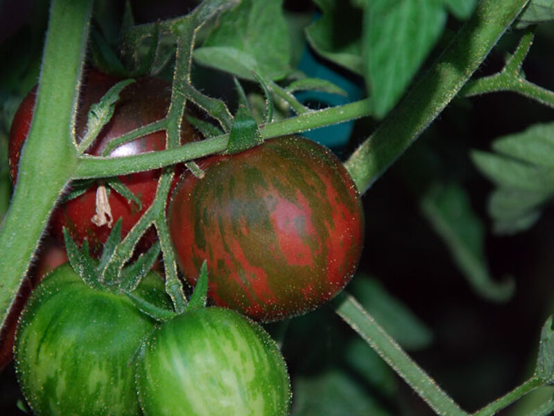 Tzi Bi U. Siltumnīcas/lauka tomātu sēklas. 