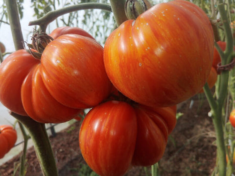VECHERNY ALMATY. Tomatoes seeds. 