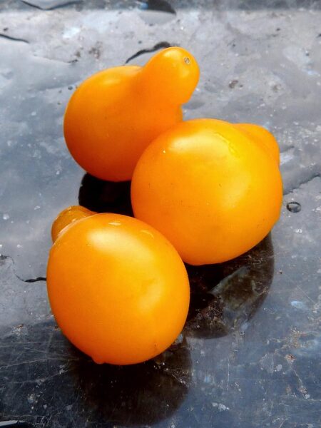 Yellow Pearshaped tomatoes seeds. 
